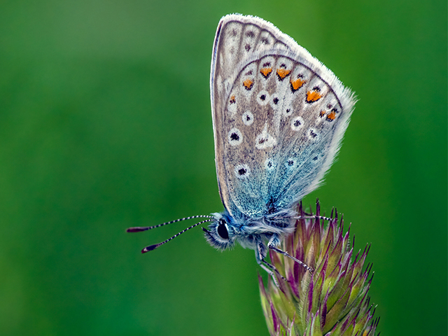 A day of Macro photography with a professional wildlife photographer in a lovely nature reserve