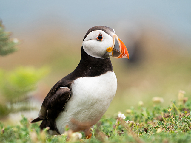 A trip to Skomer Island to capture the Puffins, bluebells and unique wildlife
