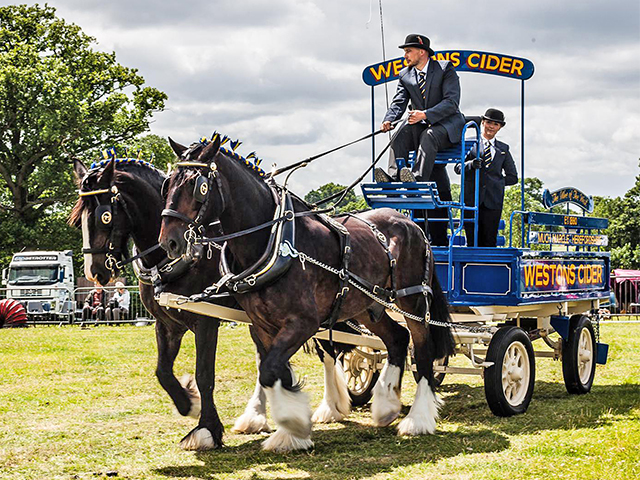 A day of photography in Herefordshire featuring the shire horses who live at Westons Cider Mill